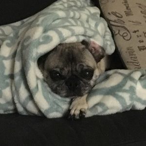 Meet your Posher, Carey